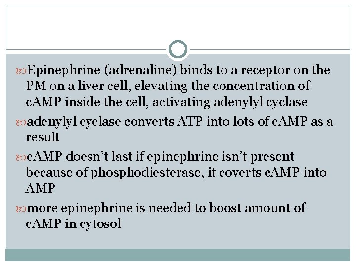  Epinephrine (adrenaline) binds to a receptor on the PM on a liver cell,