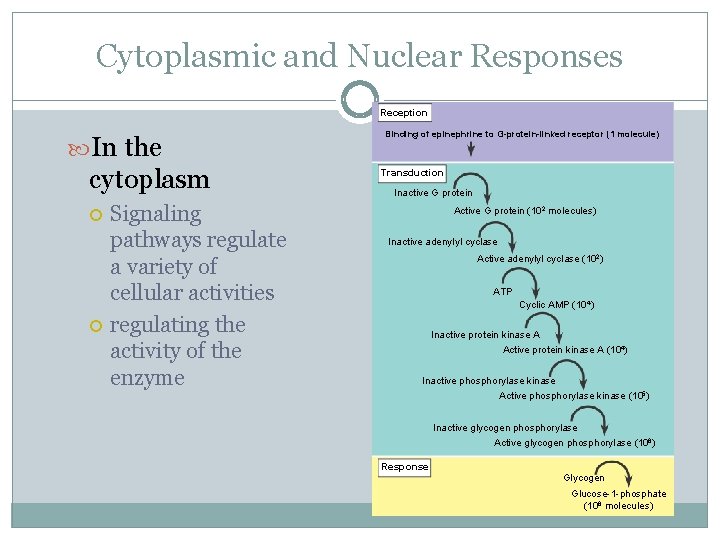 Cytoplasmic and Nuclear Responses Reception In the cytoplasm Signaling pathways regulate a variety of
