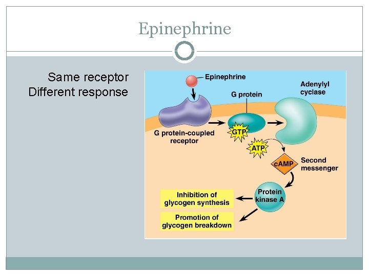 Epinephrine Same receptor Different response 