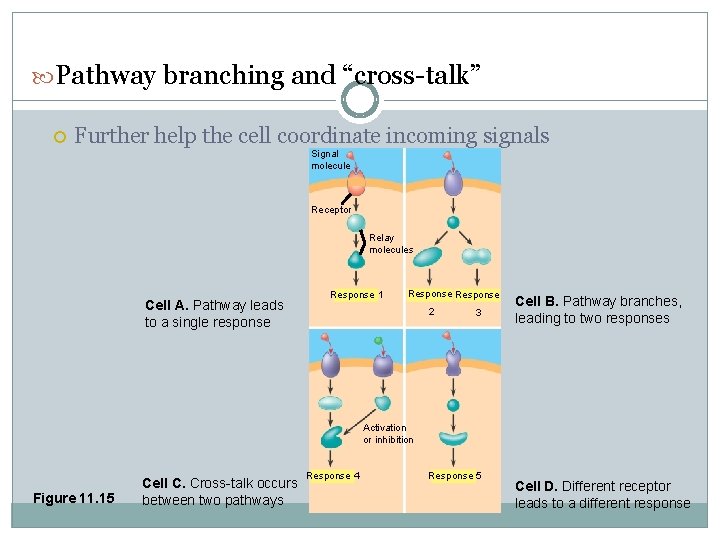  Pathway branching and “cross-talk” Further help the cell coordinate incoming signals Signal molecule