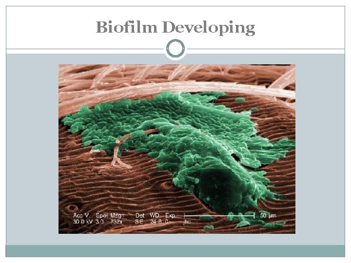 Biofilm Developing 