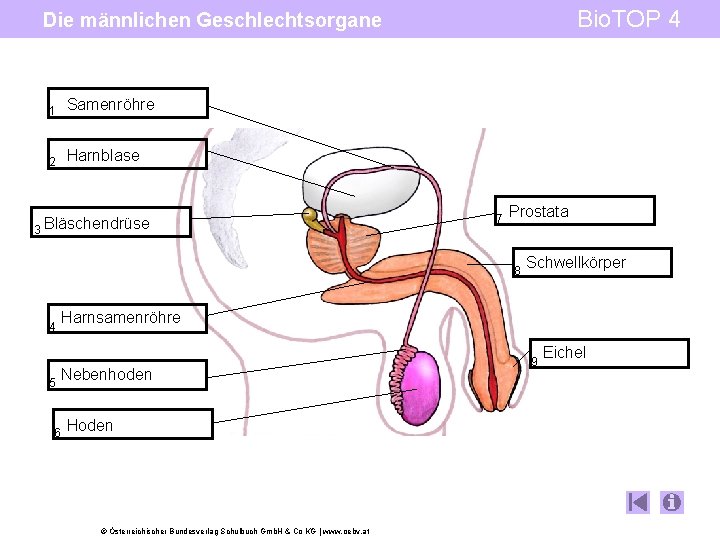 Bio. TOP 4 Die männlichen Geschlechtsorgane 1 Samenröhre 2 Harnblase 3 Bläschendrüse 7 Prostata