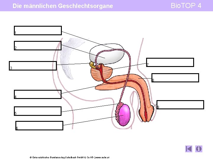 Bio. TOP 4 Die männlichen Geschlechtsorgane 1 2 7 3 8 4 9 5
