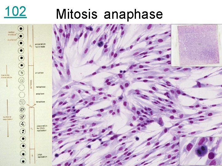 102 Mitosis anaphase 