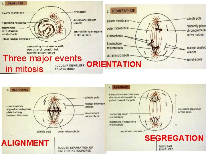 Three major events ORIENTATION in mitosis ALIGNMENT SEGREGATION 