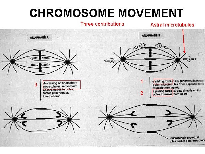 CHROMOSOME MOVEMENT Three contributions 3 Astral microtubules 1 2 