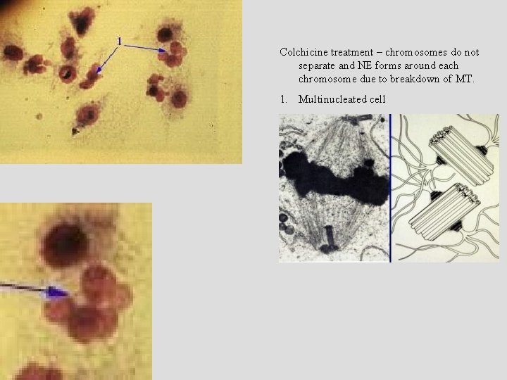 Colchicine treatment – chromosomes do not separate and NE forms around each chromosome due