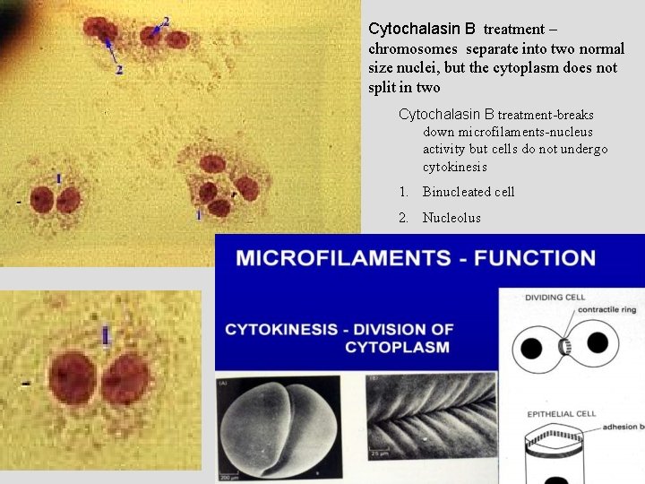 Cytochalasin B treatment – chromosomes separate into two normal size nuclei, but the cytoplasm