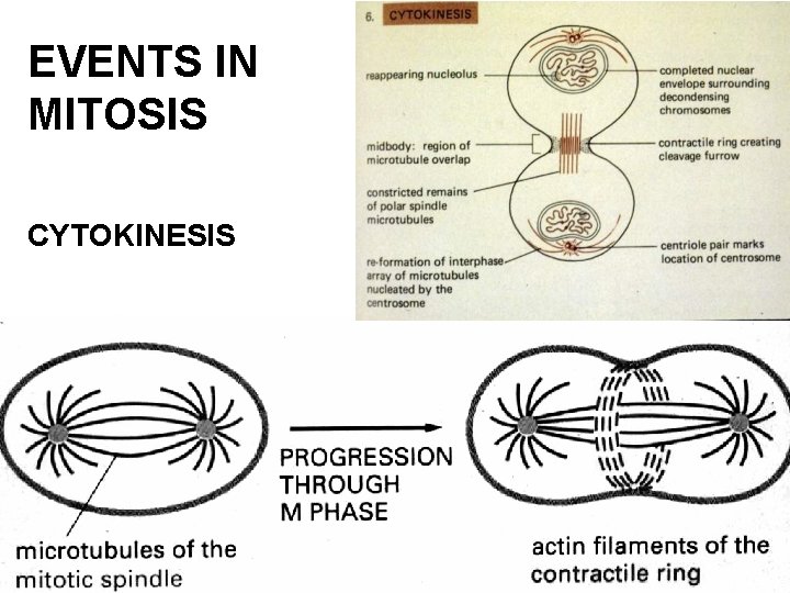 EVENTS IN MITOSIS CYTOKINESIS 