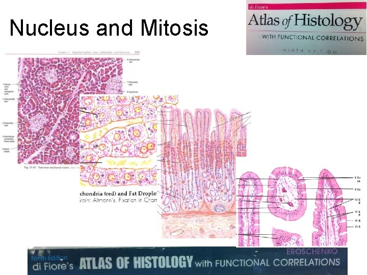 Nucleus and Mitosis 