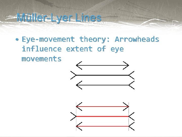 Müller-Lyer Lines • Eye-movement theory: Arrowheads influence extent of eye movements 
