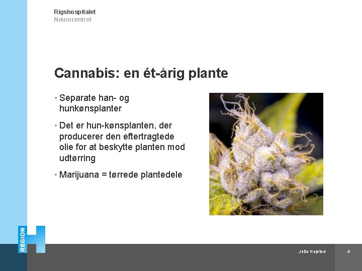 Rigshospitalet Neurocentret Cannabis: en ét-årig plante • Separate han- og hunkønsplanter • Det er