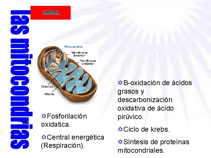 enlace YFosforilación oxidatica. YCentral energética (Respiración). YB-oxidación de ácidos grasos y descarbonización oxidativa de