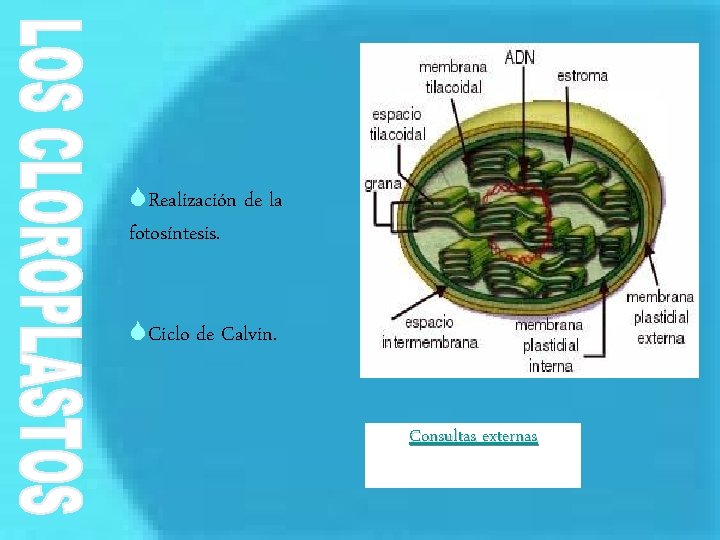 SRealización de la fotosíntesis. SCiclo de Calvin. Consultas externas 