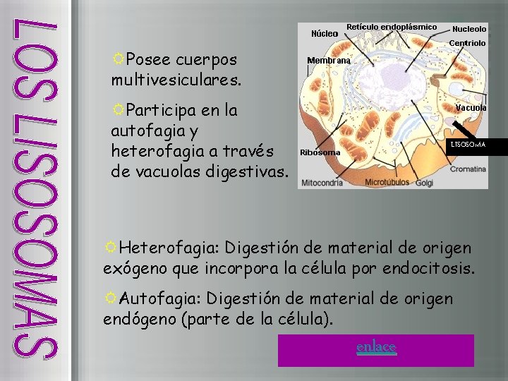 RPosee cuerpos multivesiculares. RParticipa en la autofagia y heterofagia a través de vacuolas digestivas.