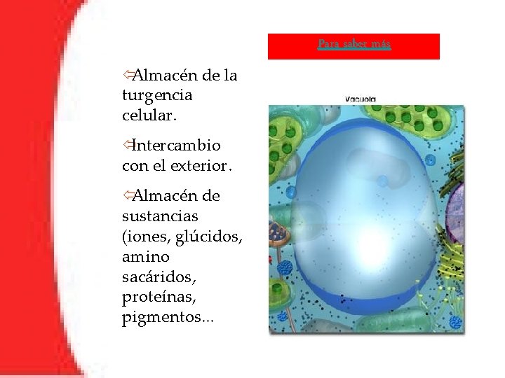 Para saber más ïAlmacén de la turgencia celular. ïIntercambio con el exterior. ïAlmacén de