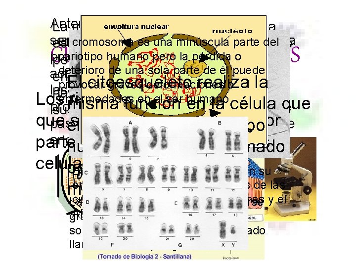 Anteriormente células eran más La membrana las plasmática posee una sencillas y cada orgánulo