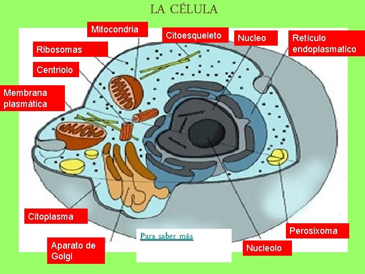 Mitocondria LA CÉLULA Citoesqueleto Nucleo Ribosomas Retículo endoplasmatico Centriolo Membrana plasmática Citoplasma Aparato de