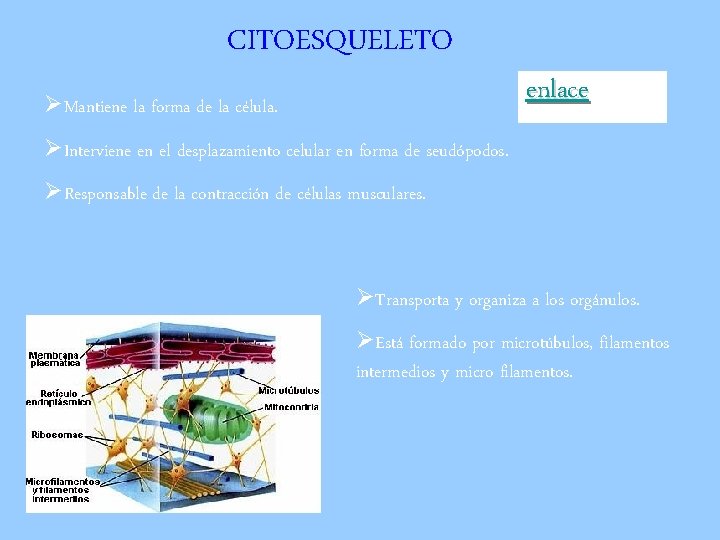 CITOESQUELETO ØMantiene la forma de la célula. enlace ØInterviene en el desplazamiento celular en