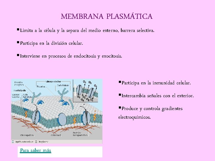 MEMBRANA PLASMÁTICA §Limita a la célula y la separa del medio externo, barrera selectiva.