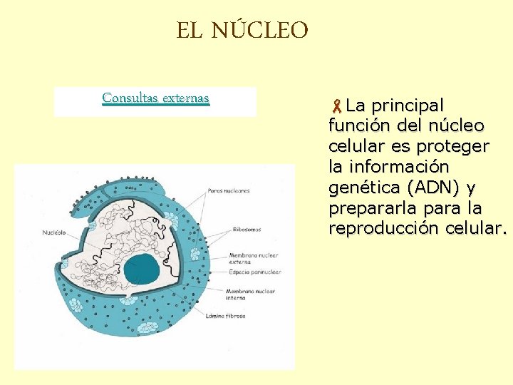 EL NÚCLEO Consultas externas -La principal función del núcleo celular es proteger la información
