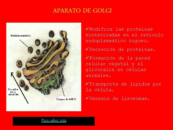 APARATO DE GOLGI üModifica las proteínas sintetizadas en el retículo endoplasmático rugoso. üSecreción de
