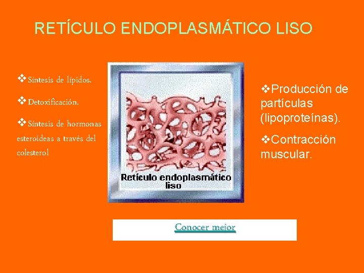 RETÍCULO ENDOPLASMÁTICO LISO v. Síntesis de lípidos. v. Producción de partículas (lipoproteínas). v. Detoxificación.