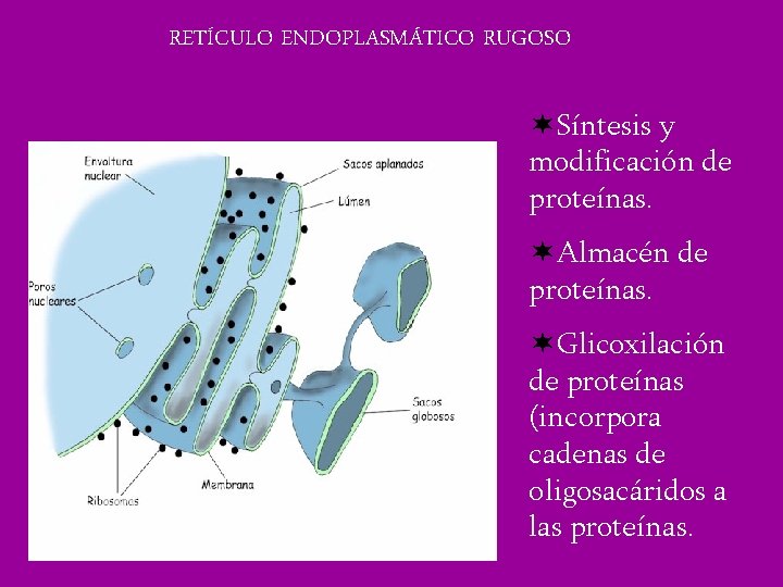 RETÍCULO ENDOPLASMÁTICO RUGOSO ¬Síntesis y modificación de proteínas. ¬Almacén de proteínas. ¬Glicoxilación de proteínas