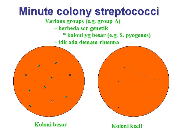 Minute colony streptococci Various groups (e. g. group A) – berbeda scr genetik *