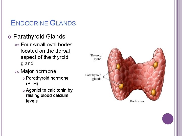 ENDOCRINE GLANDS Parathyroid Glands Four small oval bodes located on the dorsal aspect of