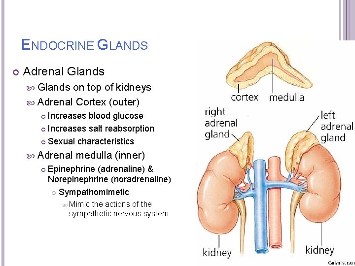 ENDOCRINE GLANDS Adrenal Glands on top of kidneys Adrenal Cortex (outer) Increases blood glucose