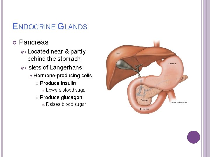 ENDOCRINE GLANDS Pancreas Located near & partly behind the stomach islets of Langerhans Hormone-producing