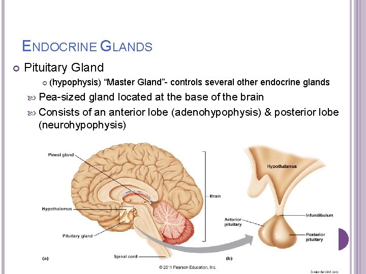 ENDOCRINE GLANDS Pituitary Gland (hypophysis) “Master Gland”- controls several other endocrine glands Pea-sized gland