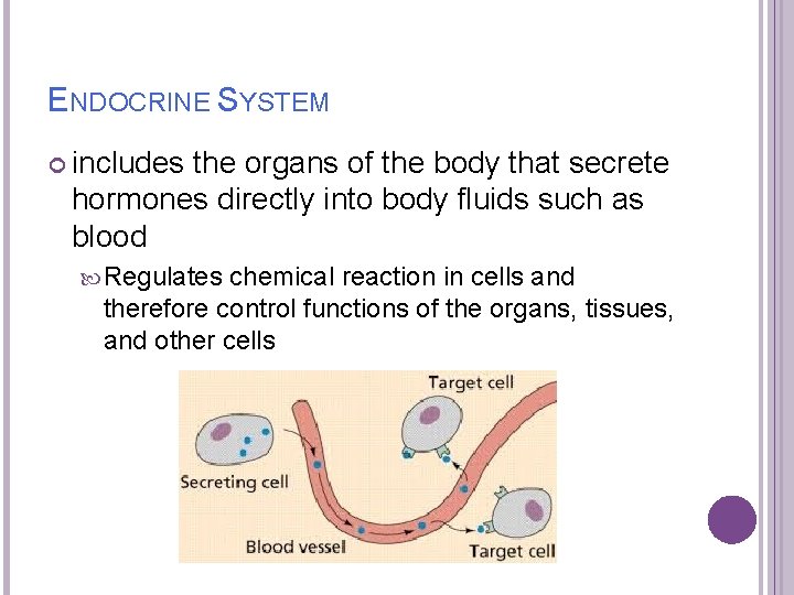 ENDOCRINE SYSTEM includes the organs of the body that secrete hormones directly into body