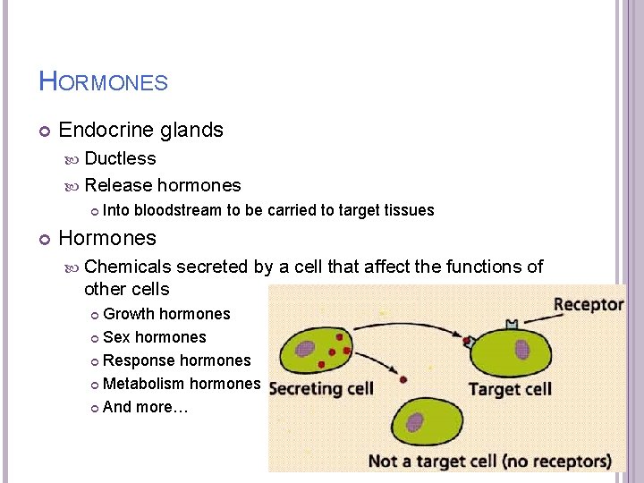 HORMONES Endocrine glands Ductless Release hormones Into bloodstream to be carried to target tissues