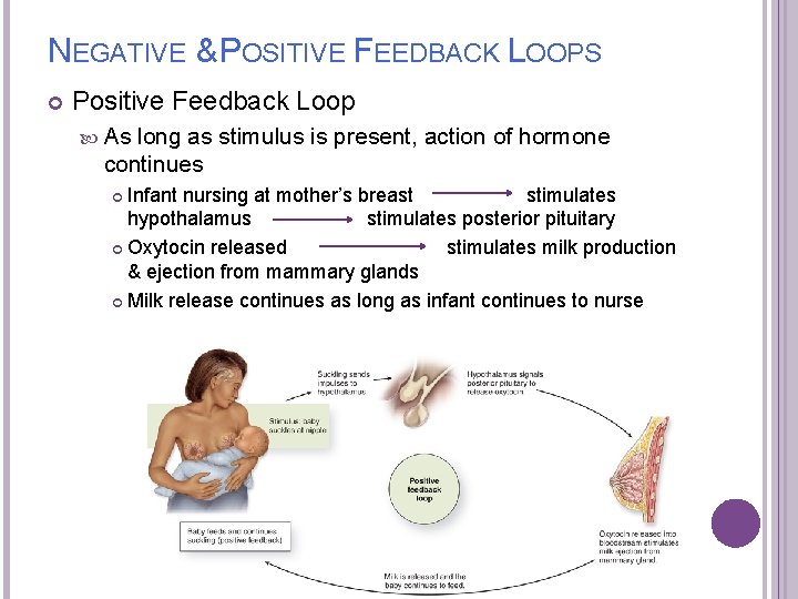 NEGATIVE & POSITIVE FEEDBACK LOOPS Positive Feedback Loop As long as stimulus is present,