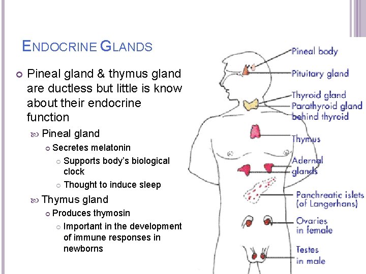 ENDOCRINE GLANDS Pineal gland & thymus gland are ductless but little is know about