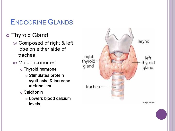 ENDOCRINE GLANDS Thyroid Gland Composed of right & left lobe on either side of