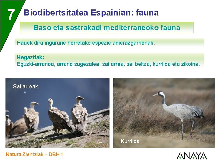 UNIDAD 7 3 Biodibertsitatea Espainian: fauna Baso eta sastrakadi mediterraneoko fauna Hauek dira ingurune