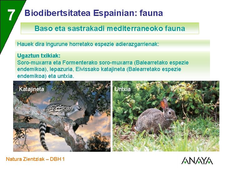 UNIDAD 7 3 Biodibertsitatea Espainian: fauna Baso eta sastrakadi mediterraneoko fauna Hauek dira ingurune