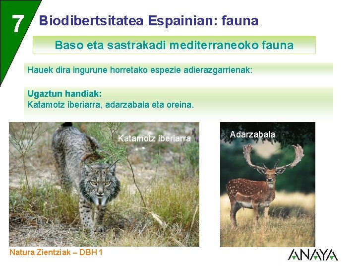 UNIDAD 7 3 Biodibertsitatea Espainian: fauna Baso eta sastrakadi mediterraneoko fauna Hauek dira ingurune