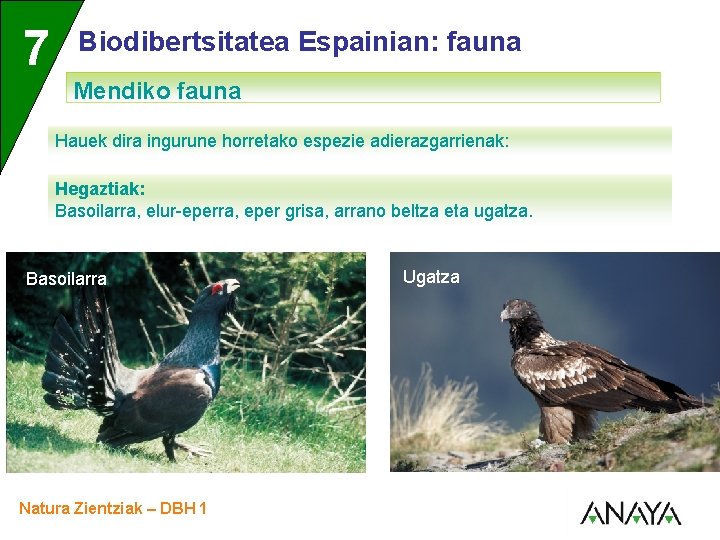 UNIDAD 7 3 Biodibertsitatea Espainian: fauna Mendiko fauna Hauek dira ingurune horretako espezie adierazgarrienak: