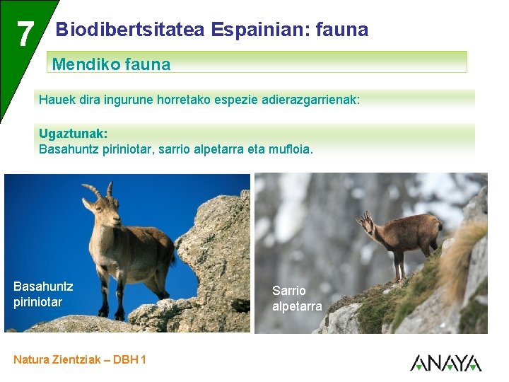 UNIDAD 7 3 Biodibertsitatea Espainian: fauna Mendiko fauna Hauek dira ingurune horretako espezie adierazgarrienak: