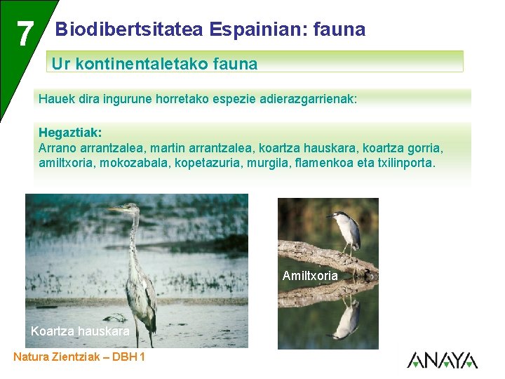 UNIDAD 7 3 Biodibertsitatea Espainian: fauna Ur kontinentaletako fauna Hauek dira ingurune horretako espezie