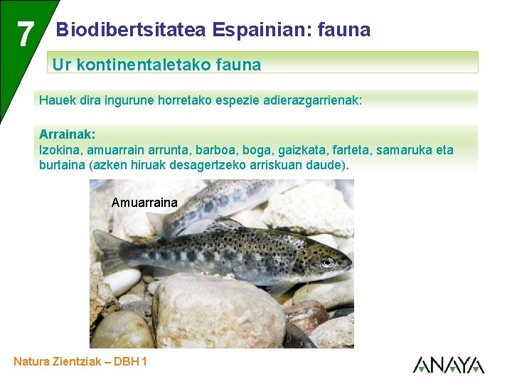 UNIDAD 7 3 Biodibertsitatea Espainian: fauna Ur kontinentaletako fauna Hauek dira ingurune horretako espezie