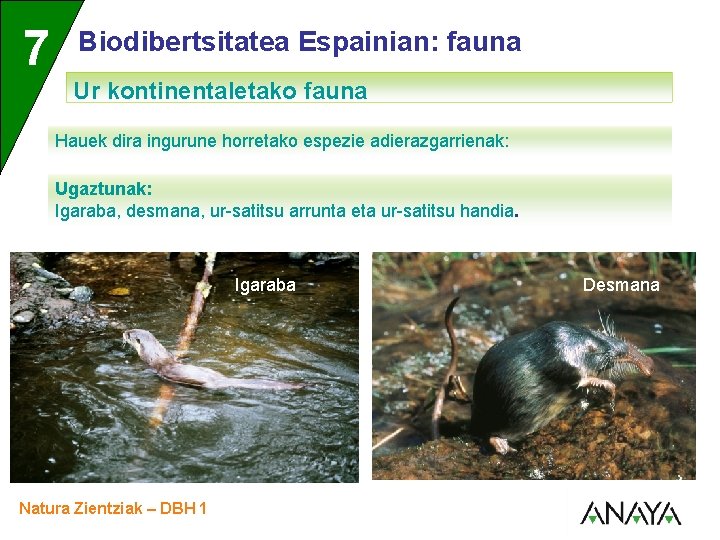 UNIDAD 7 3 Biodibertsitatea Espainian: fauna Ur kontinentaletako fauna Hauek dira ingurune horretako espezie