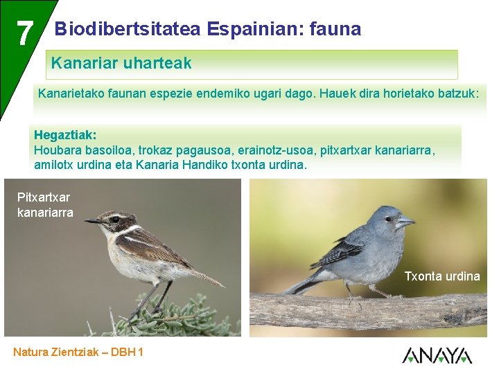 UNIDAD 7 3 Biodibertsitatea Espainian: fauna Kanariar uharteak Kanarietako faunan espezie endemiko ugari dago.