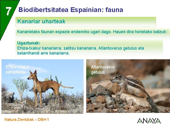 UNIDAD 7 3 Biodibertsitatea Espainian: fauna Kanariar uharteak Kanarietako faunan espezie endemiko ugari dago.