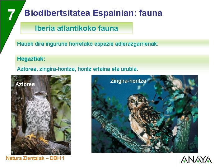 UNIDAD 7 3 Biodibertsitatea Espainian: fauna Iberia atlantikoko fauna Hauek dira ingurune horretako espezie