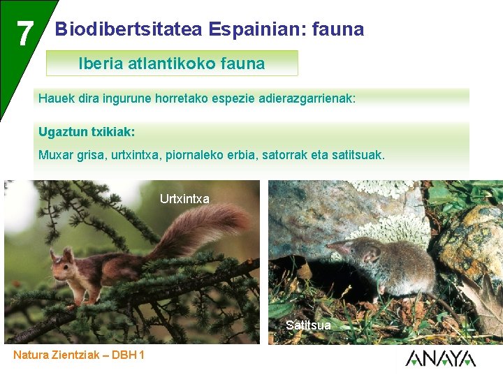 UNIDAD 7 3 Biodibertsitatea Espainian: fauna Iberia atlantikoko fauna Hauek dira ingurune horretako espezie